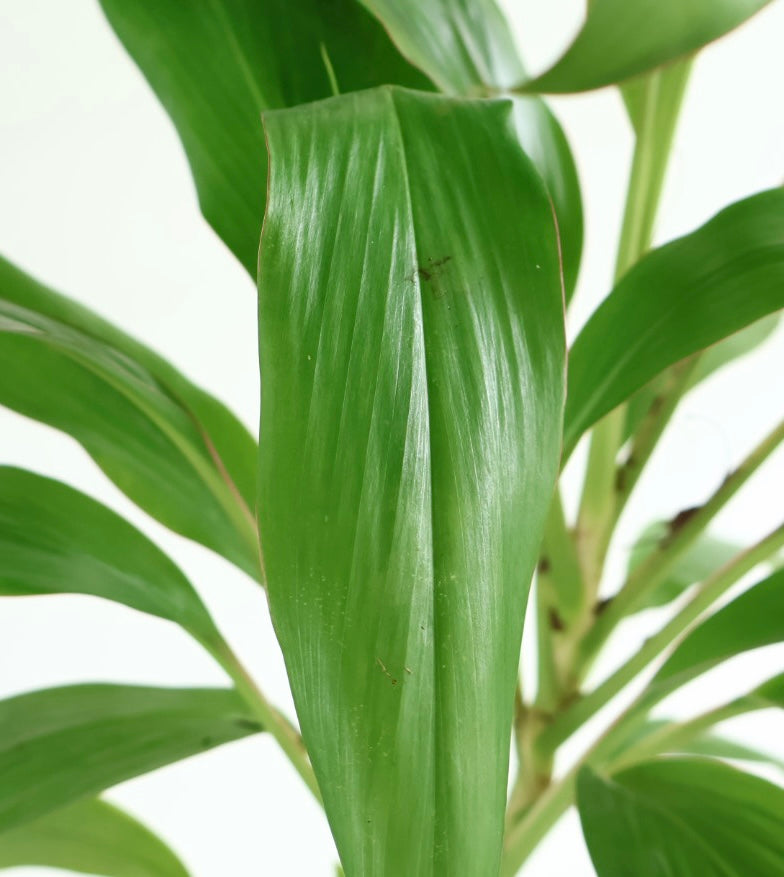 Dracena Fragans