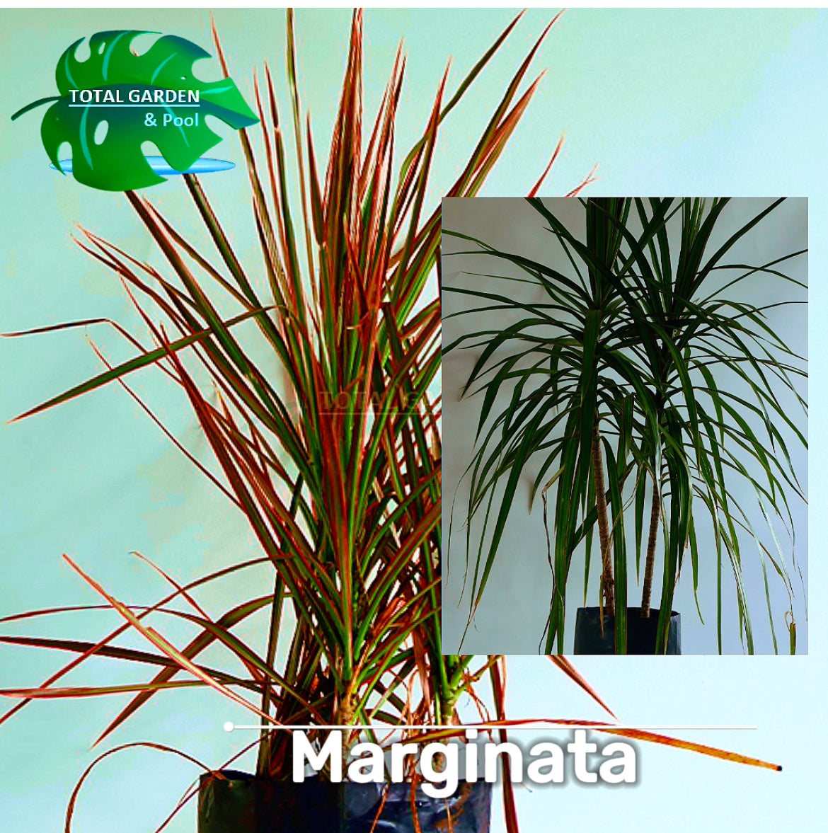 Marginata