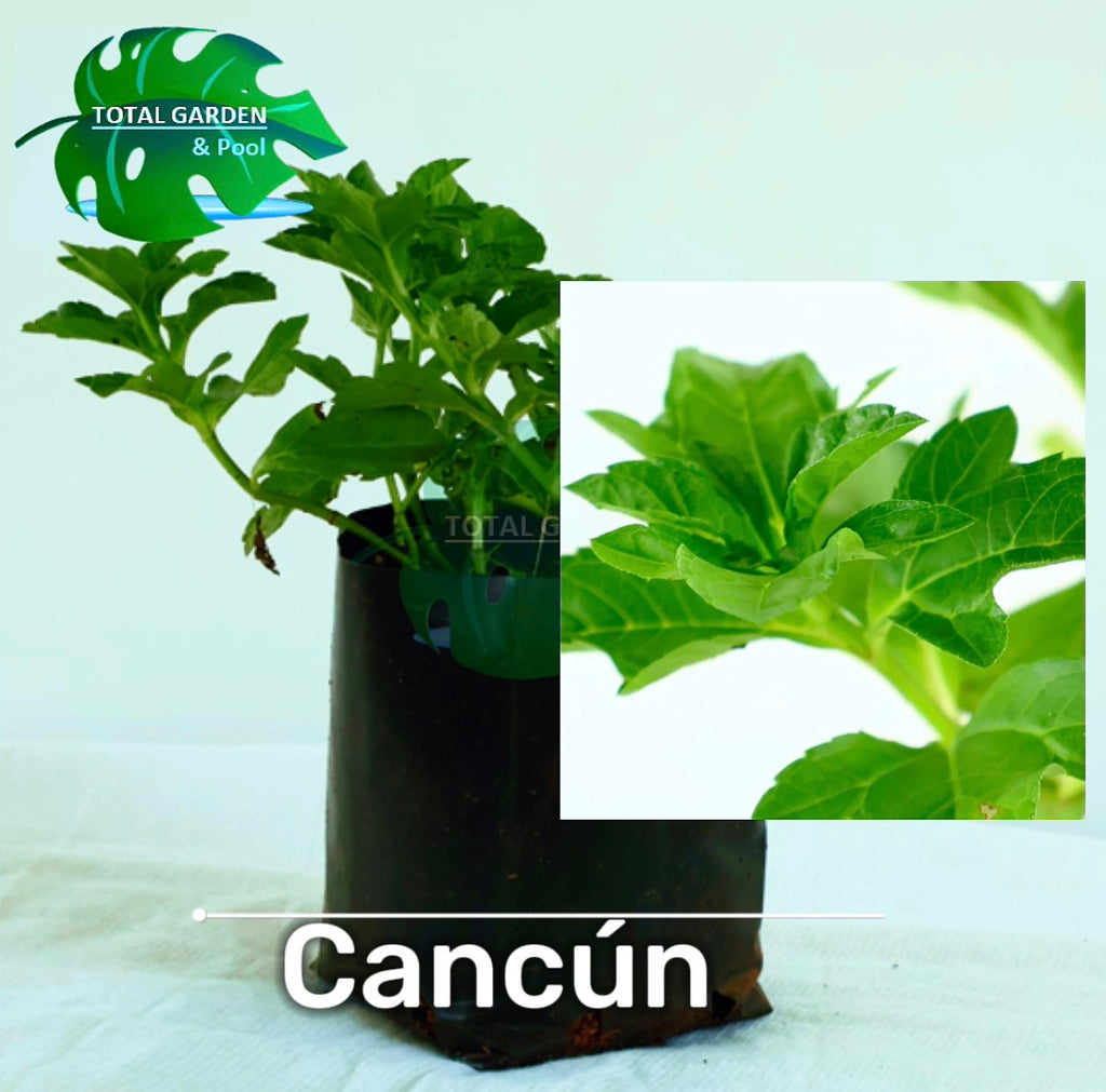 Cancun