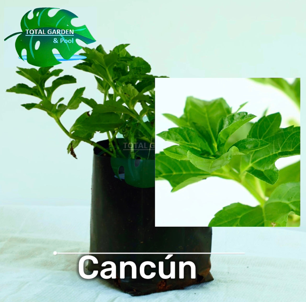 Cancun