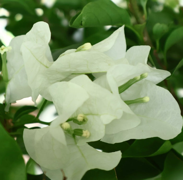 Bugambilia Troncos