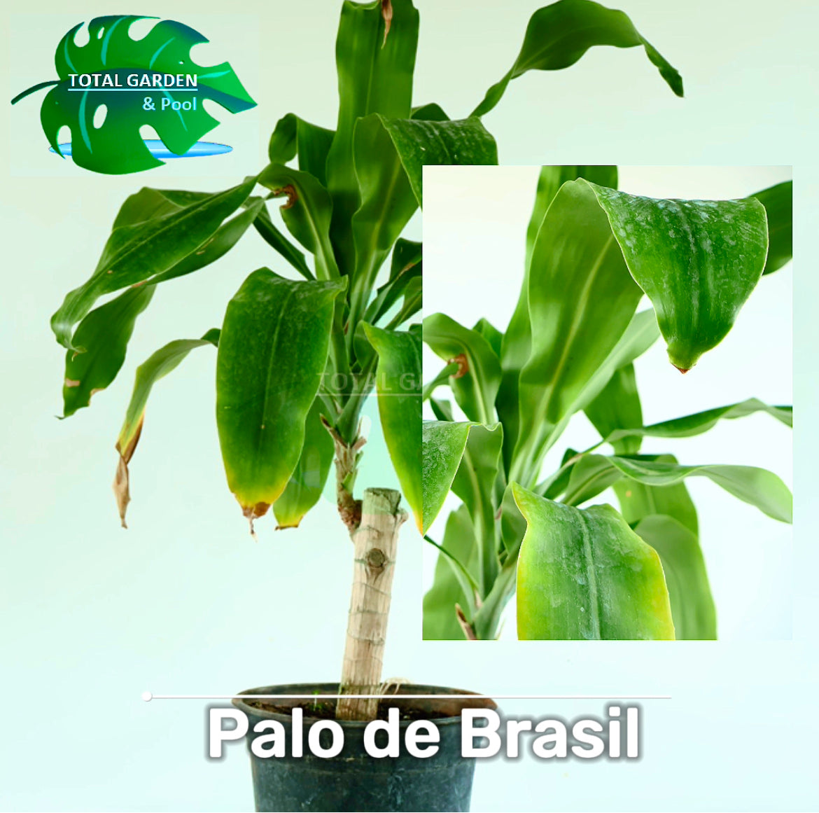 Palo de Brasil