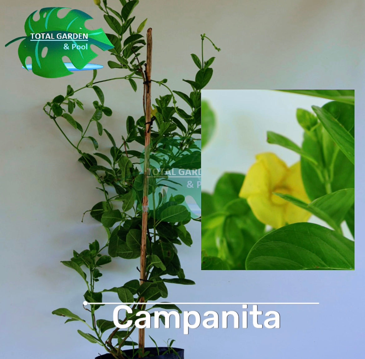 Árbol Campanita