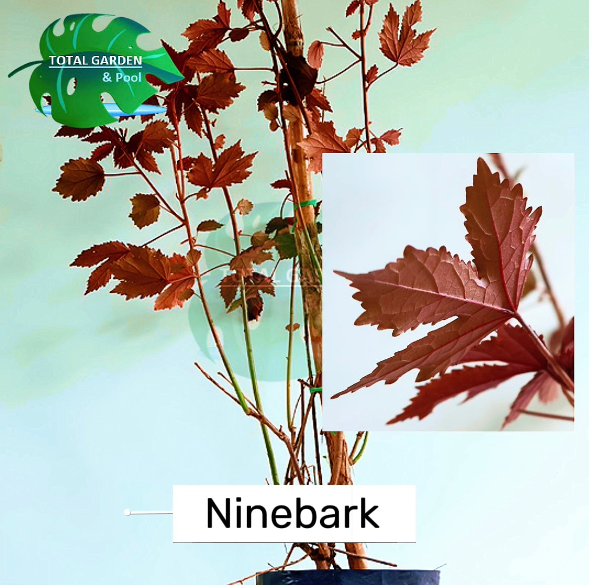 Ninebark