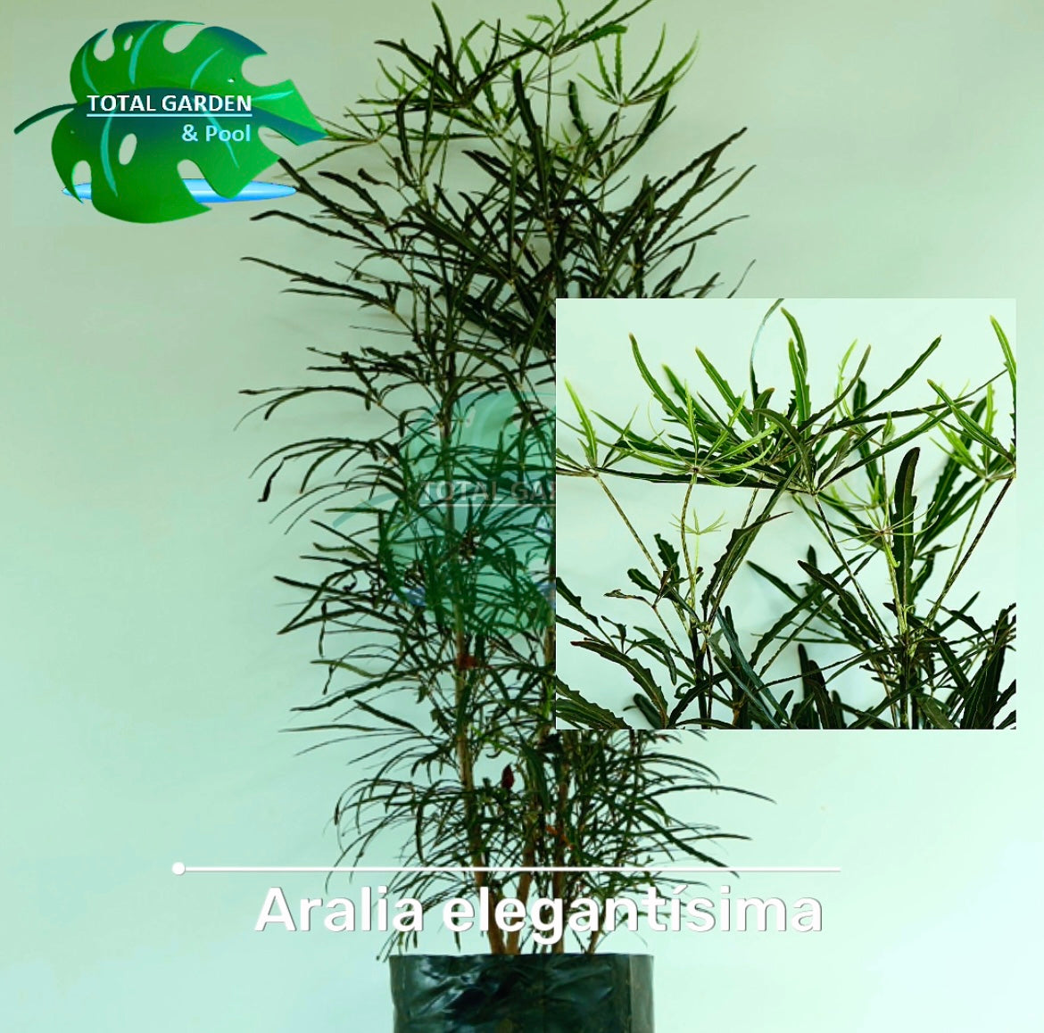 Aralia elegantisima