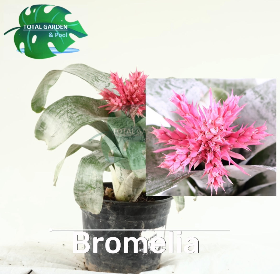 Bromelia