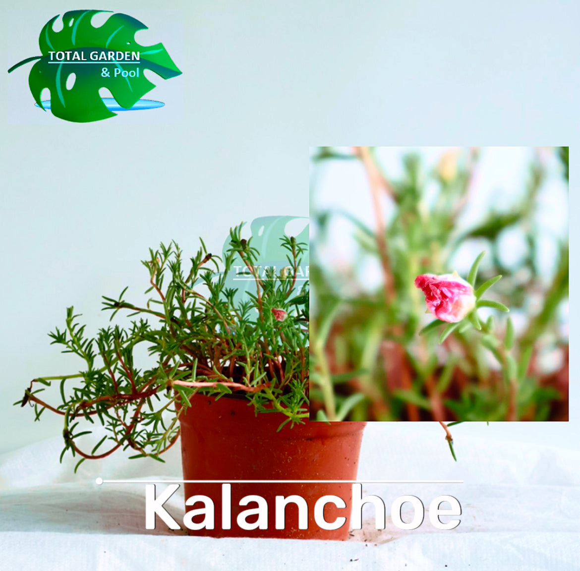 Kalanchoe