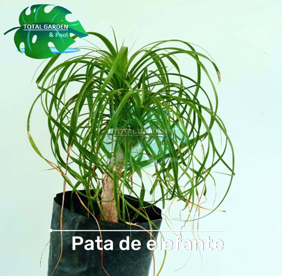 Pata de elefante (despeinada)
