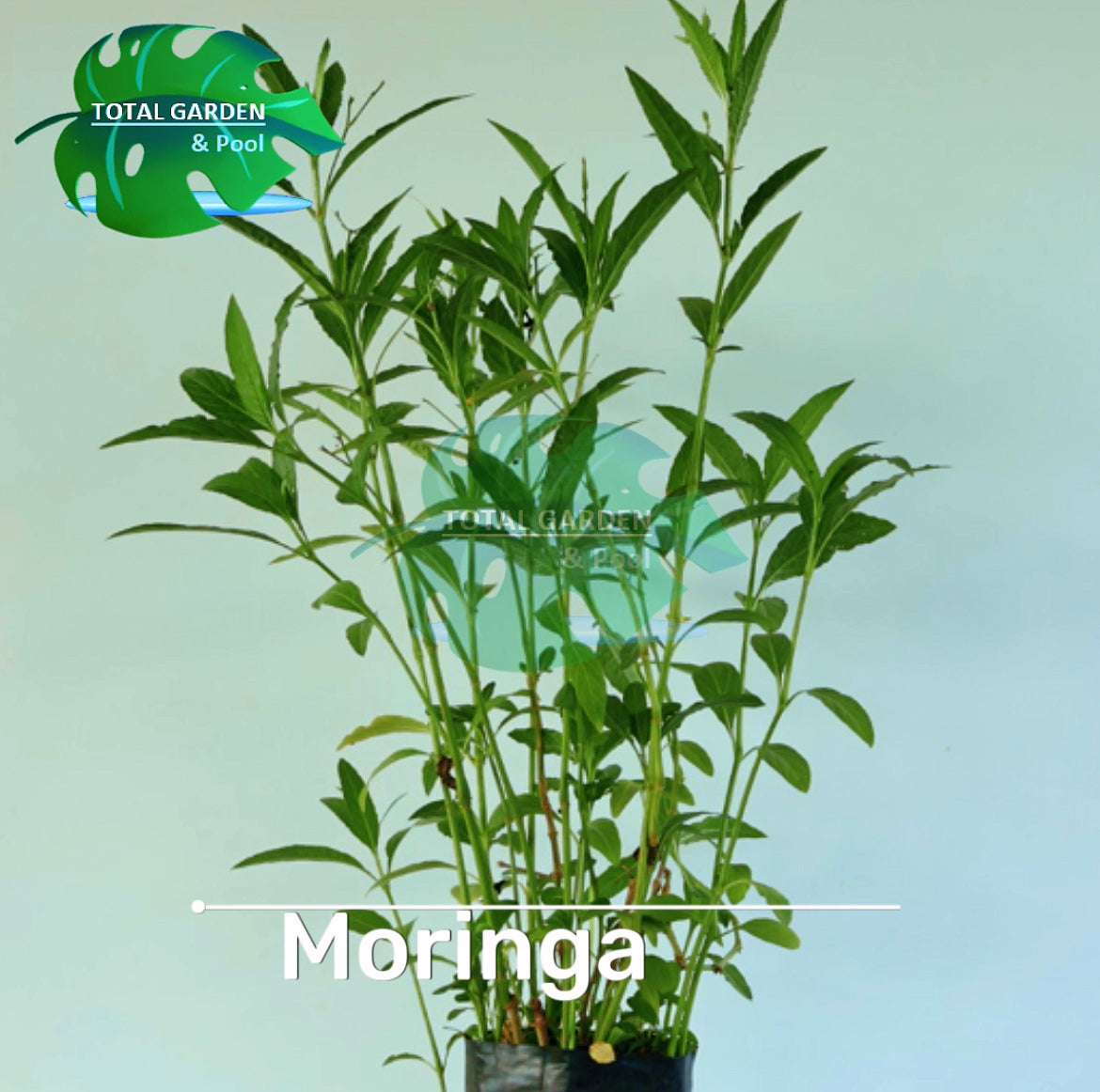 Moringa