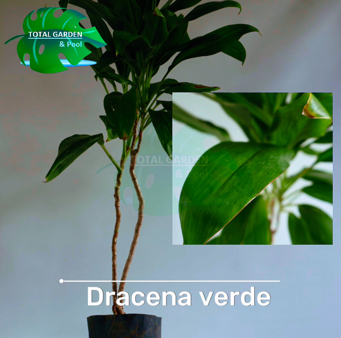 Dracena verde y roja