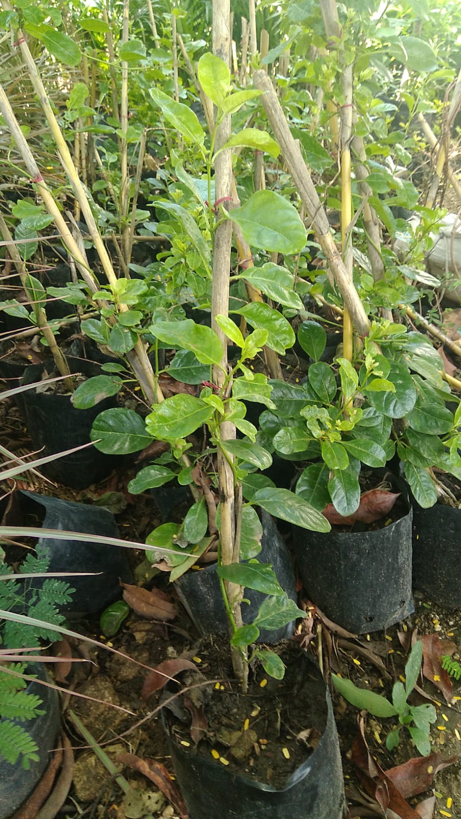 enredadera mandevillia