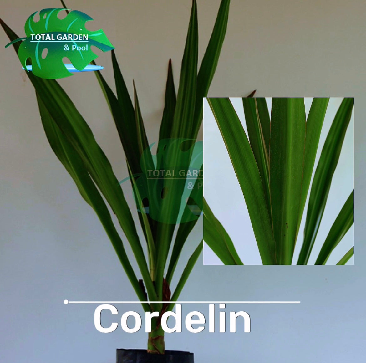 Cordelyne