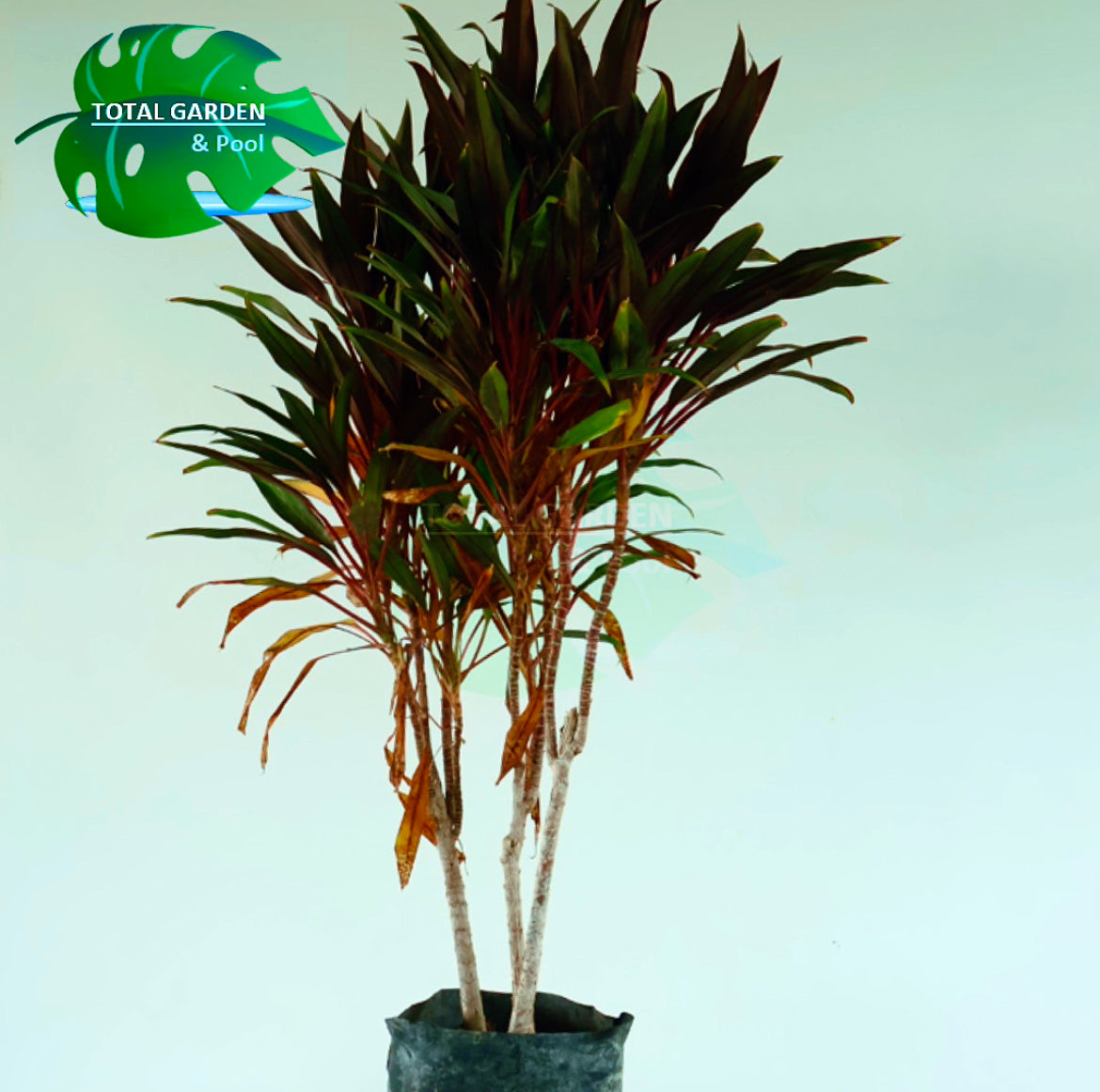 Dracena verde y roja
