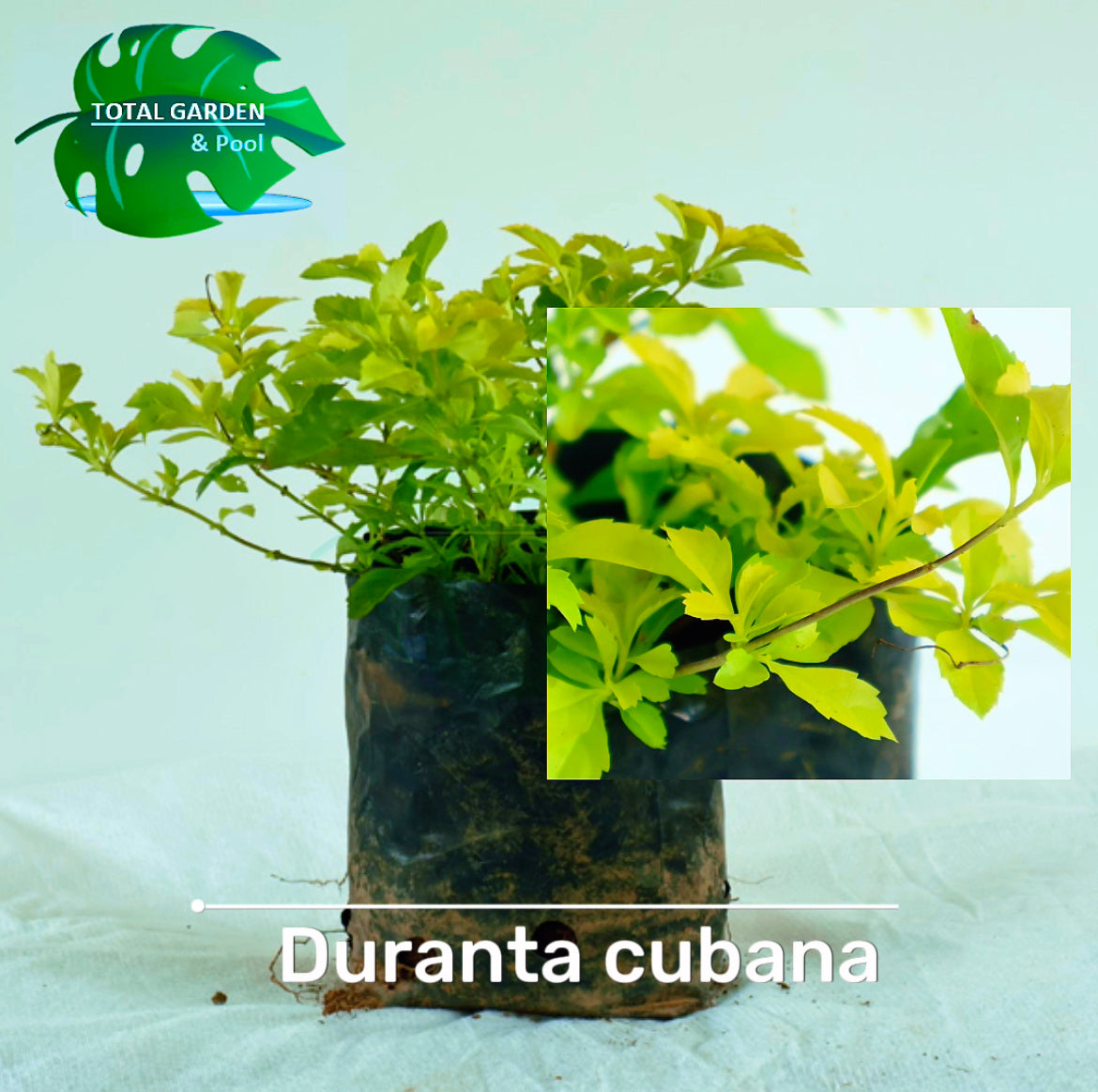 Duranta cubana