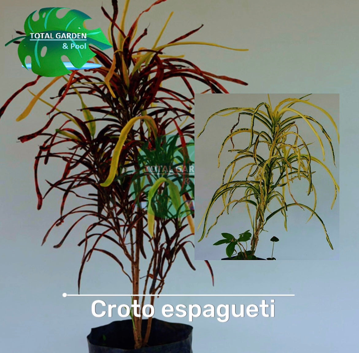 Croto espaguetti