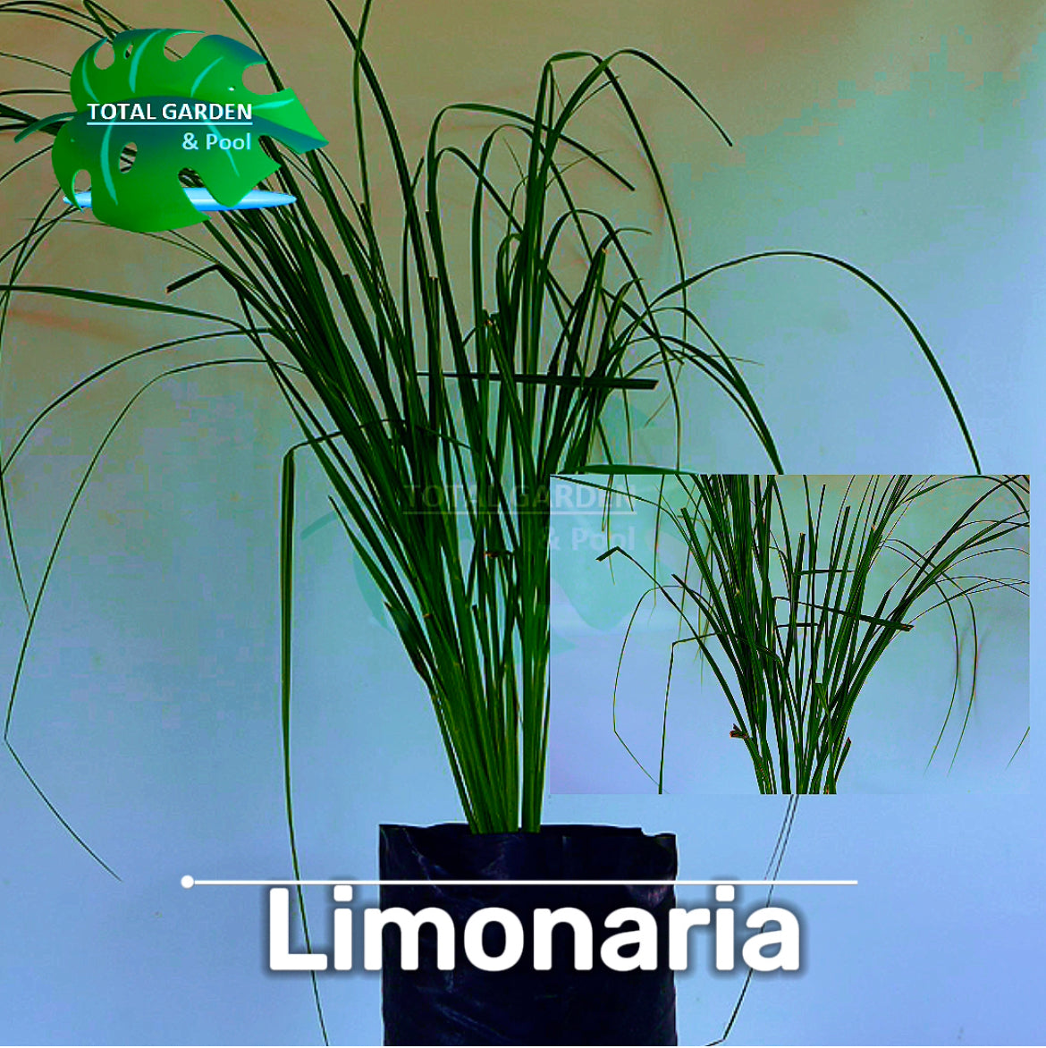 Limonaria