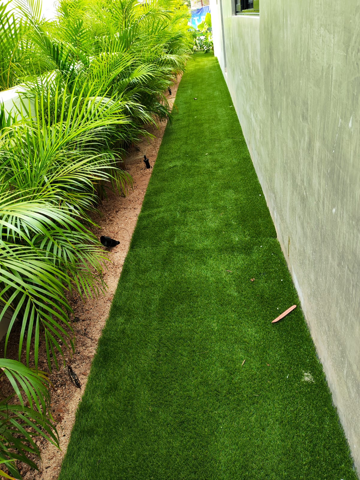 Palma areca