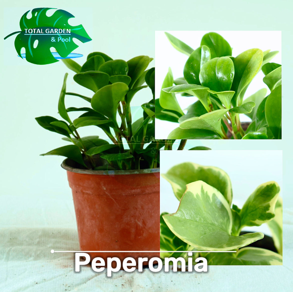 Peperomia