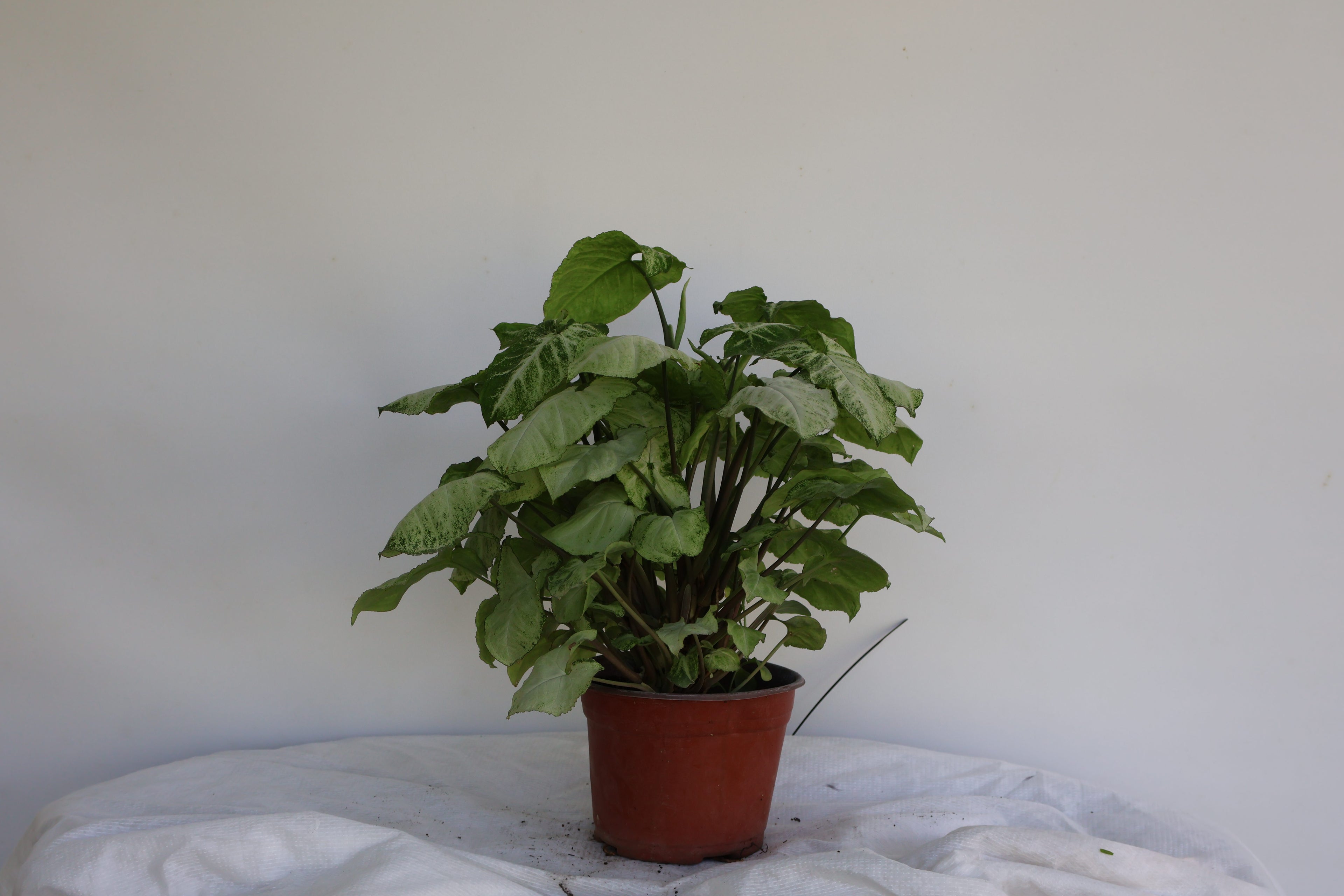 Syngonium (Punta de flecha)