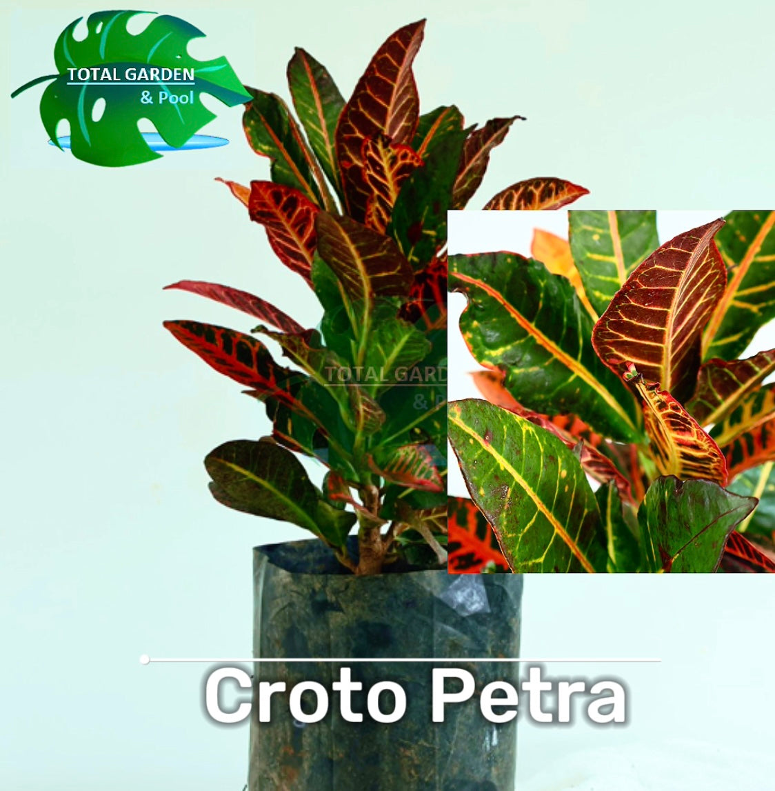 Croto Petra