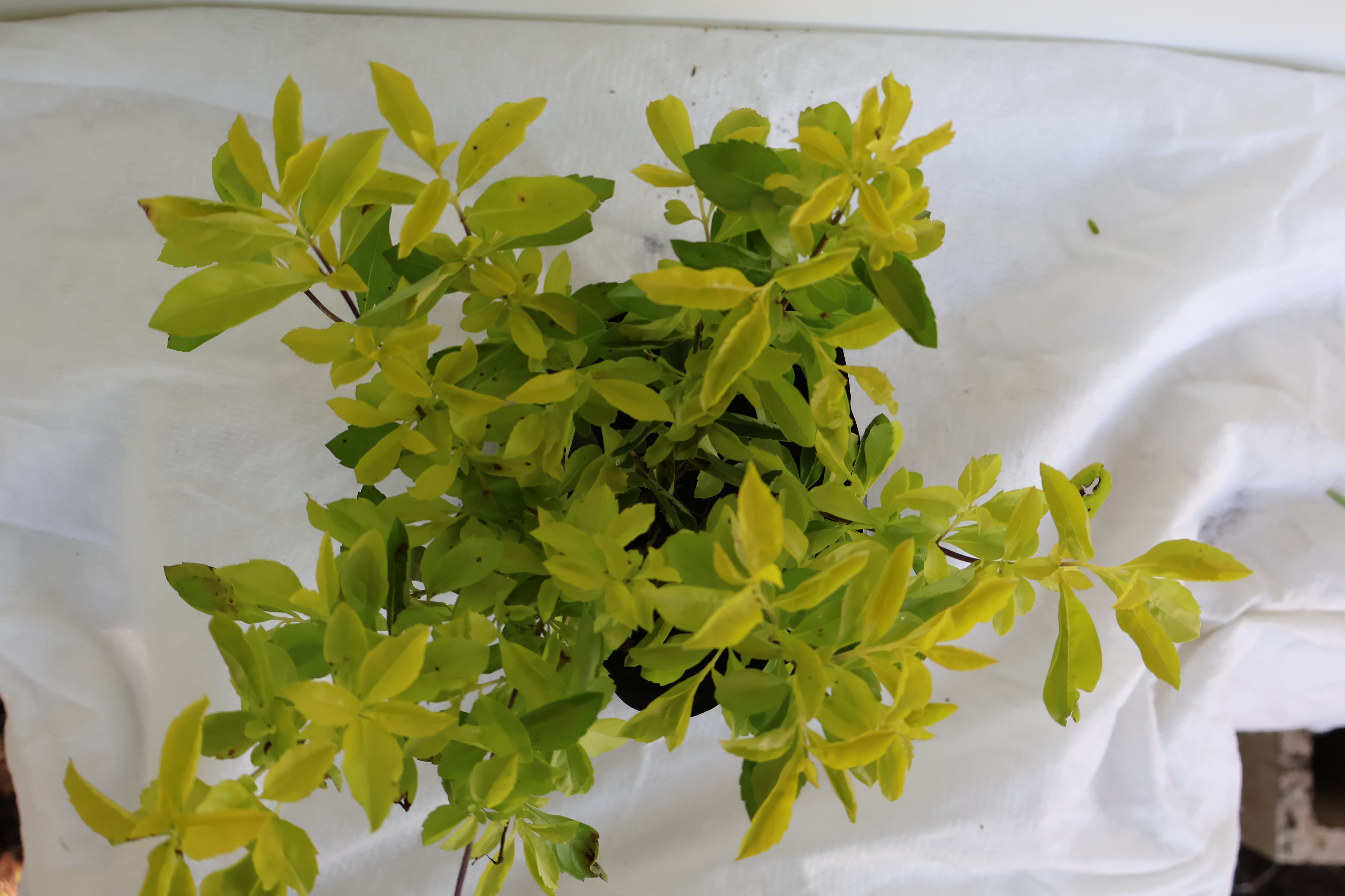Duranta cubana