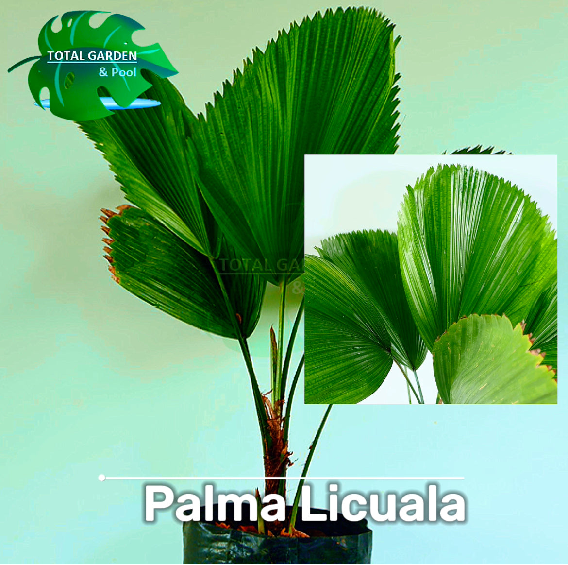 Palma Licuala