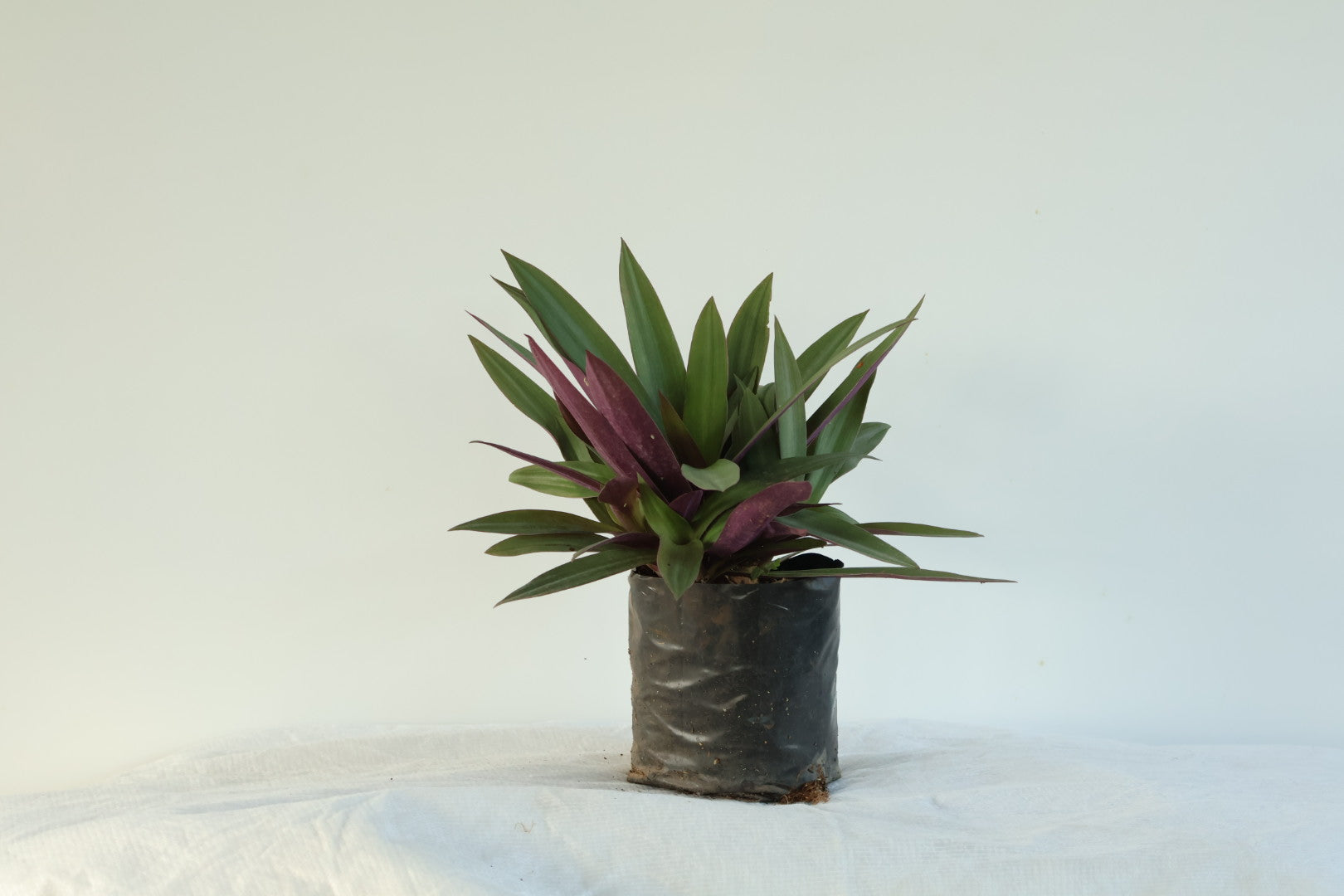 Zopilote morado