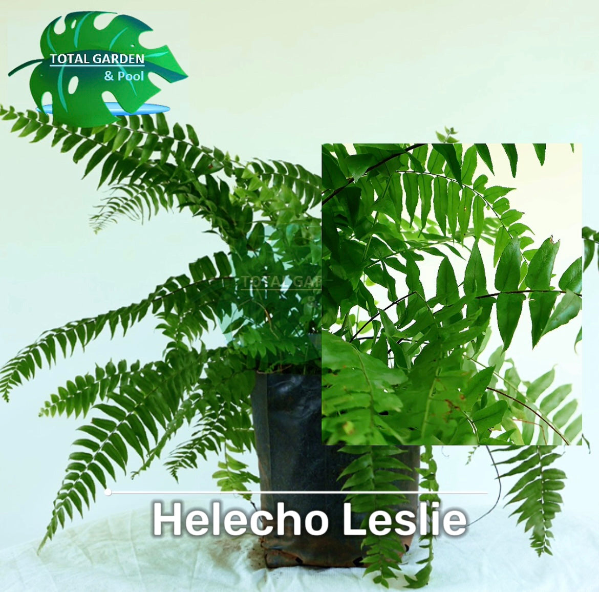 Helecho leslie