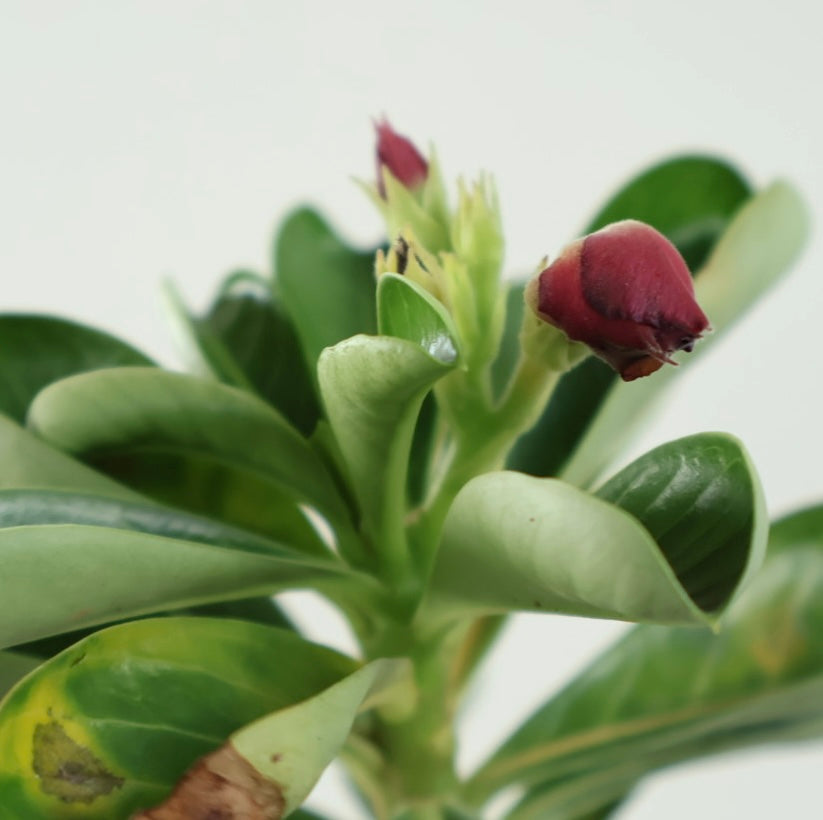 Rosal de desierto