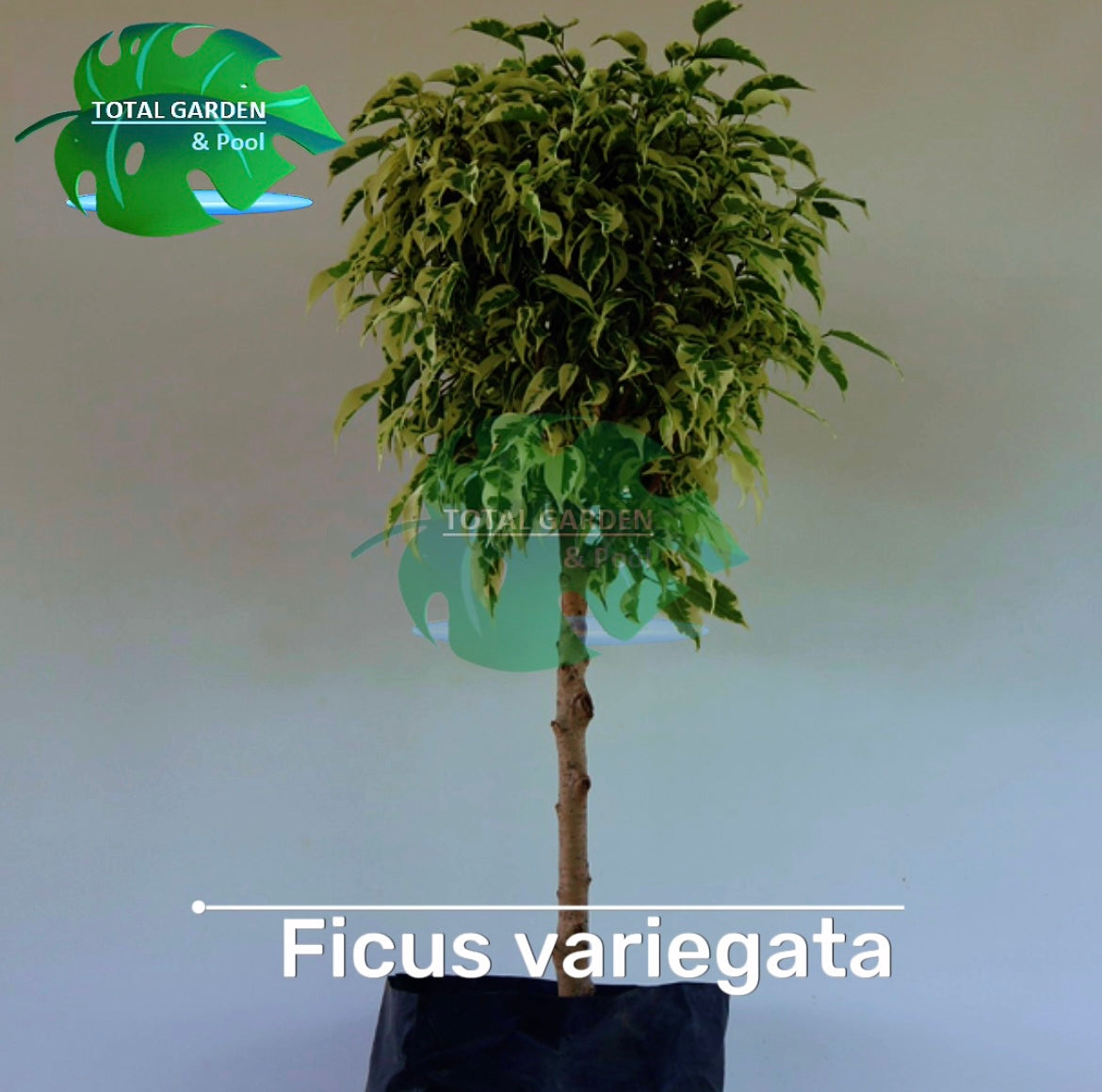 Ficus vareigatta