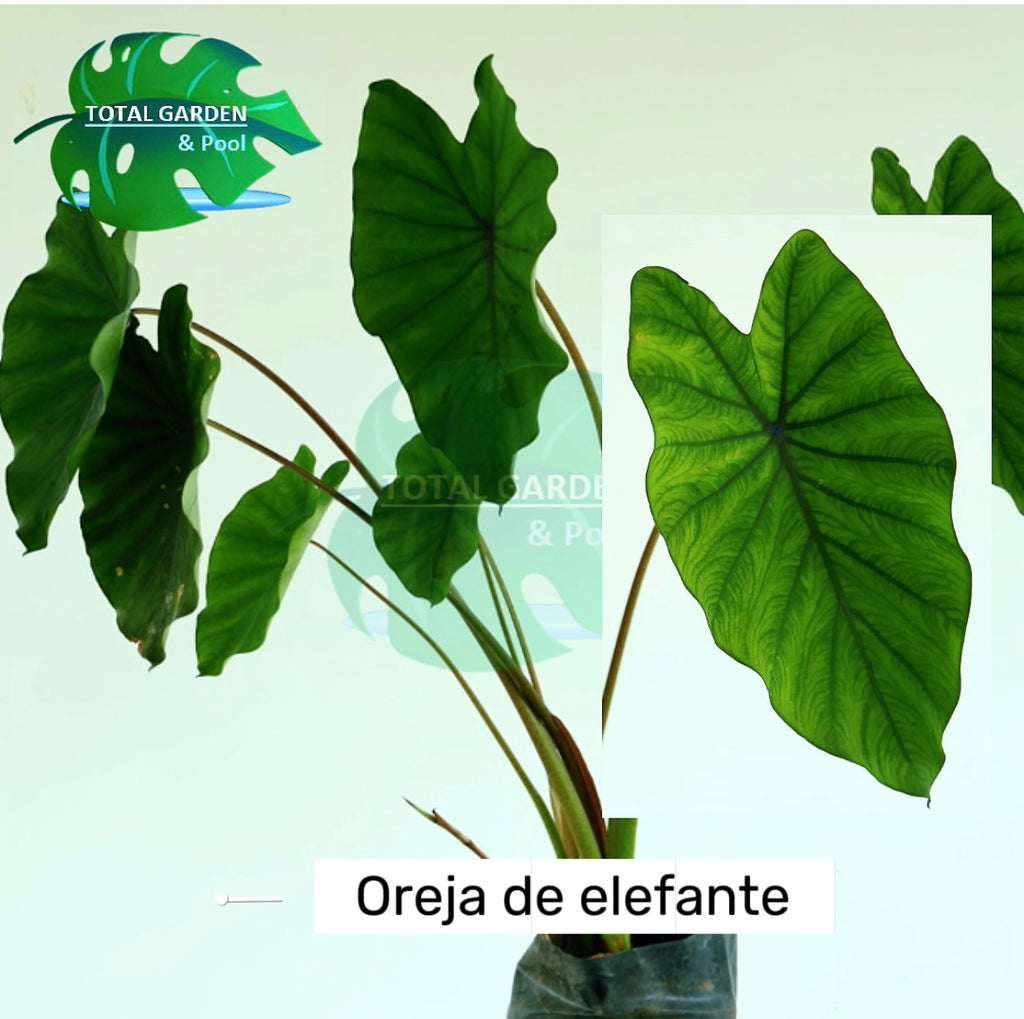 Oreja de elefante