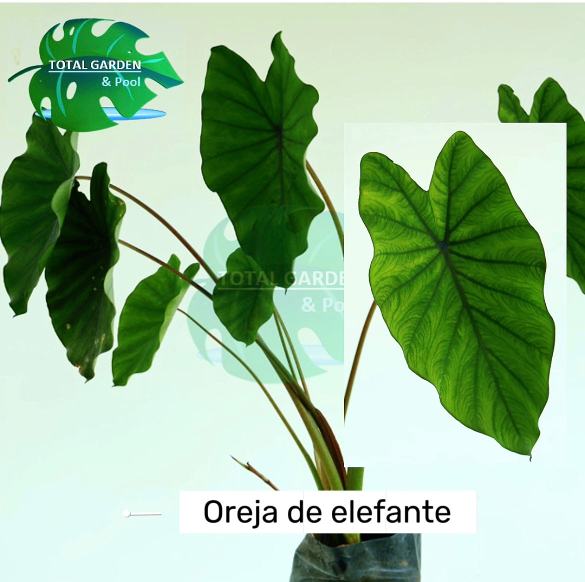 Oreja de elefante