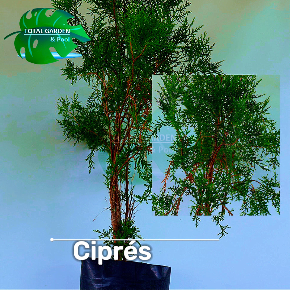 Árbol ciprés