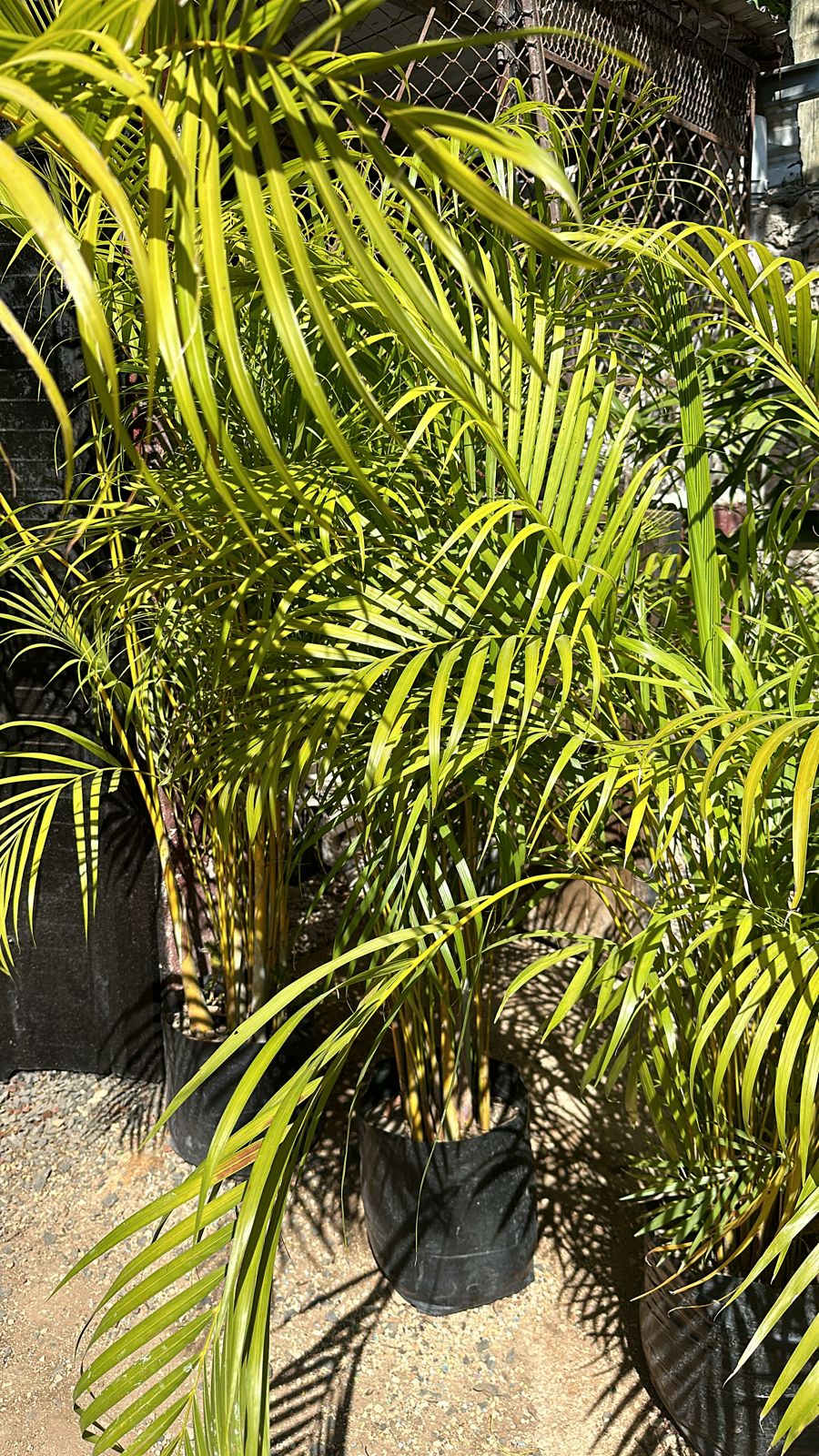 Palma areca