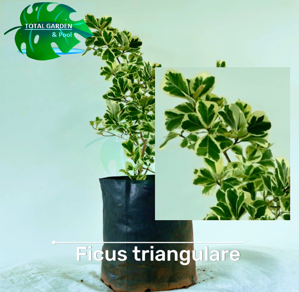 Fixus Tree Triangular Ficus triangular – Total Garden