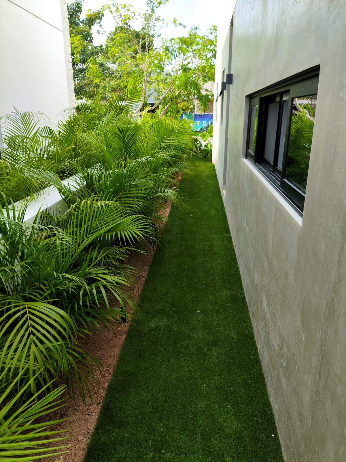 Palma areca
