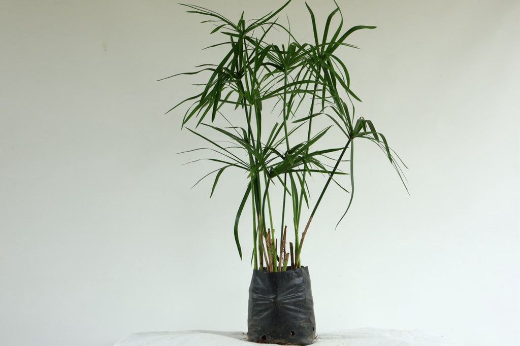Papiro estrella