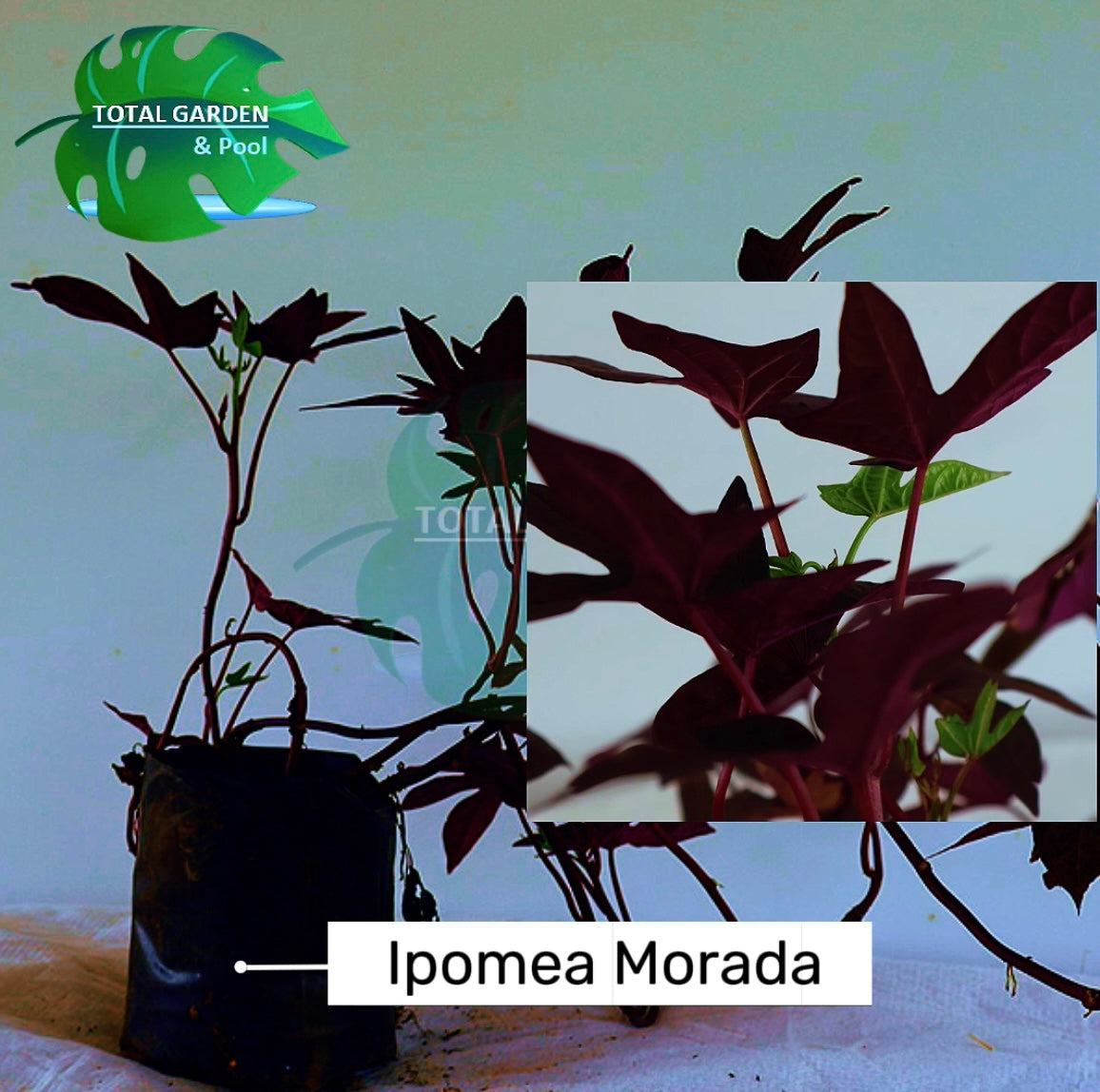 Ipomea