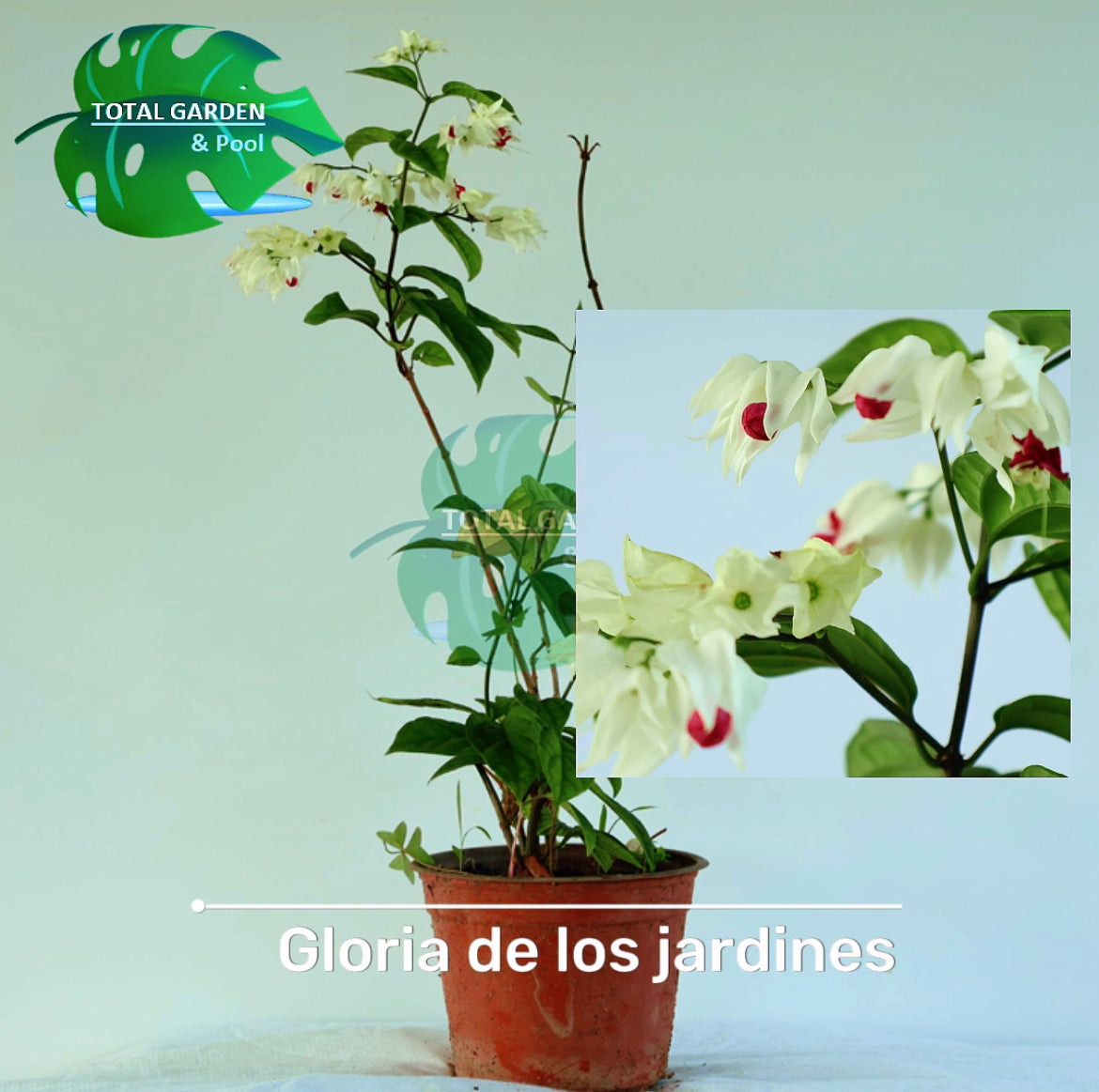 Gloria de los jardines