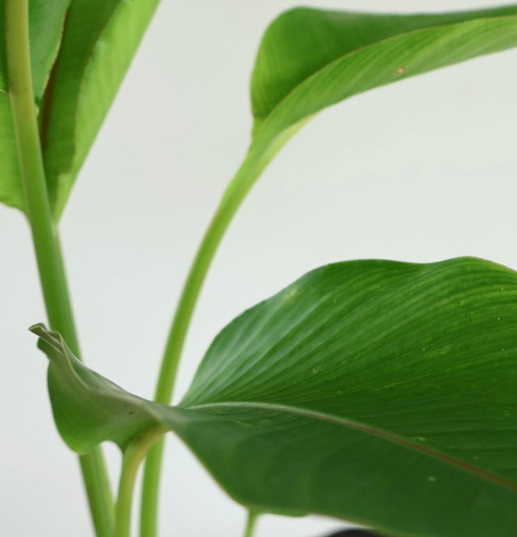 Canna de la india