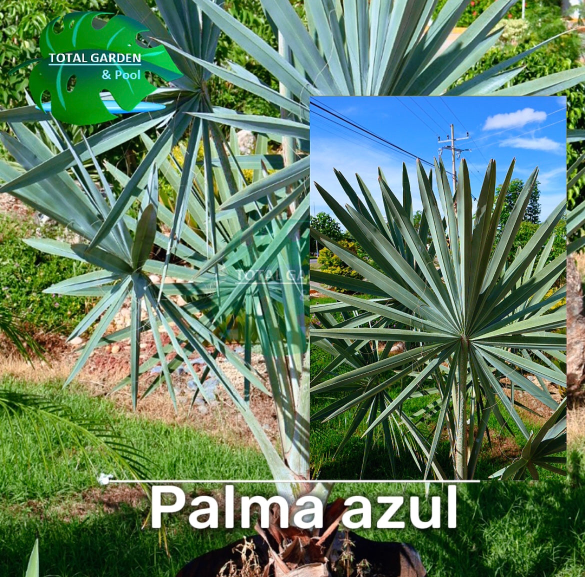 Palma Azul