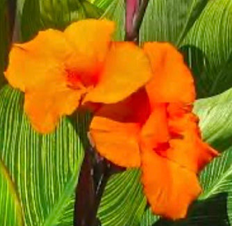 Canna de la india