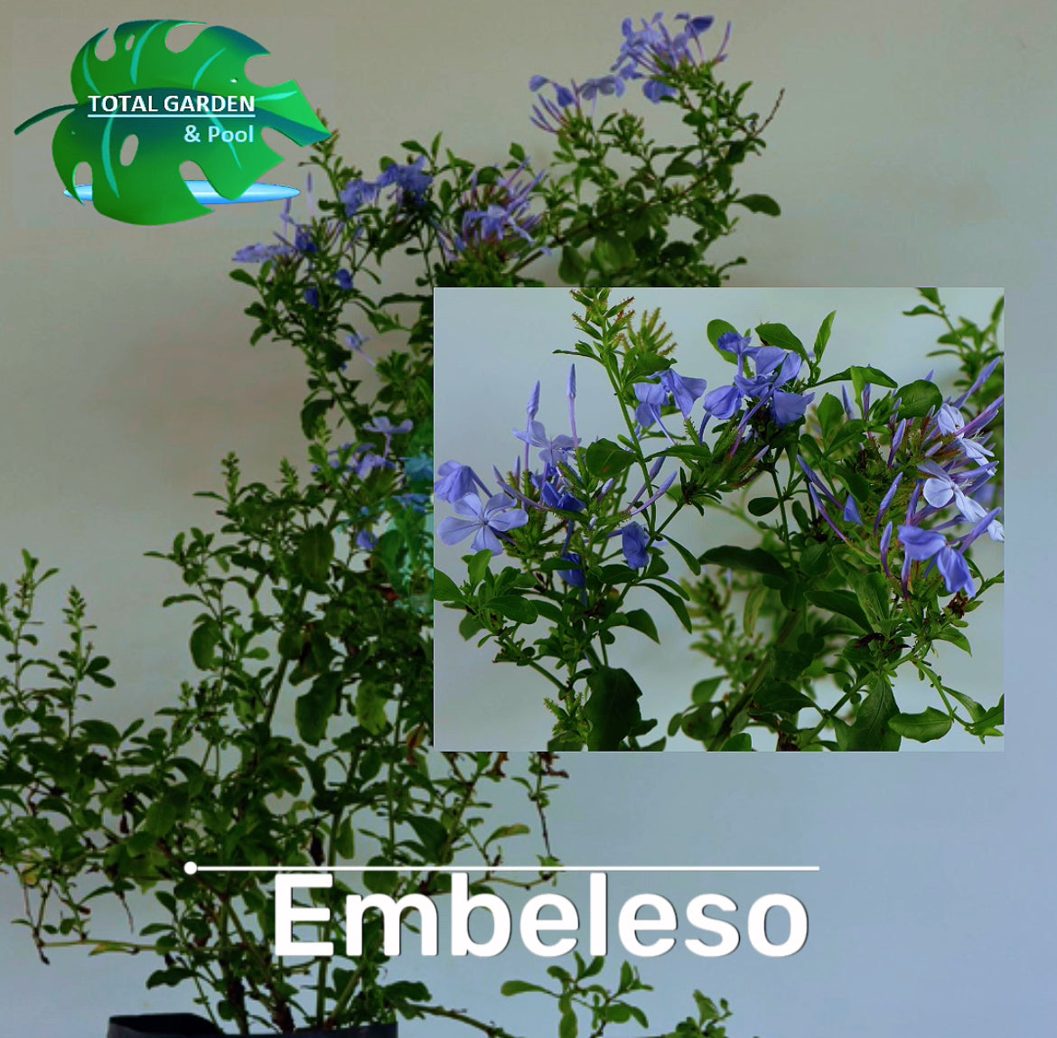 Embelesso