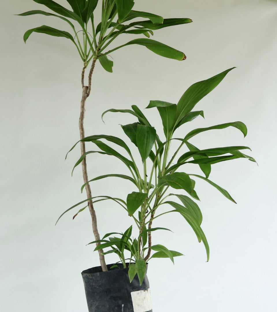 Dracena Fragans