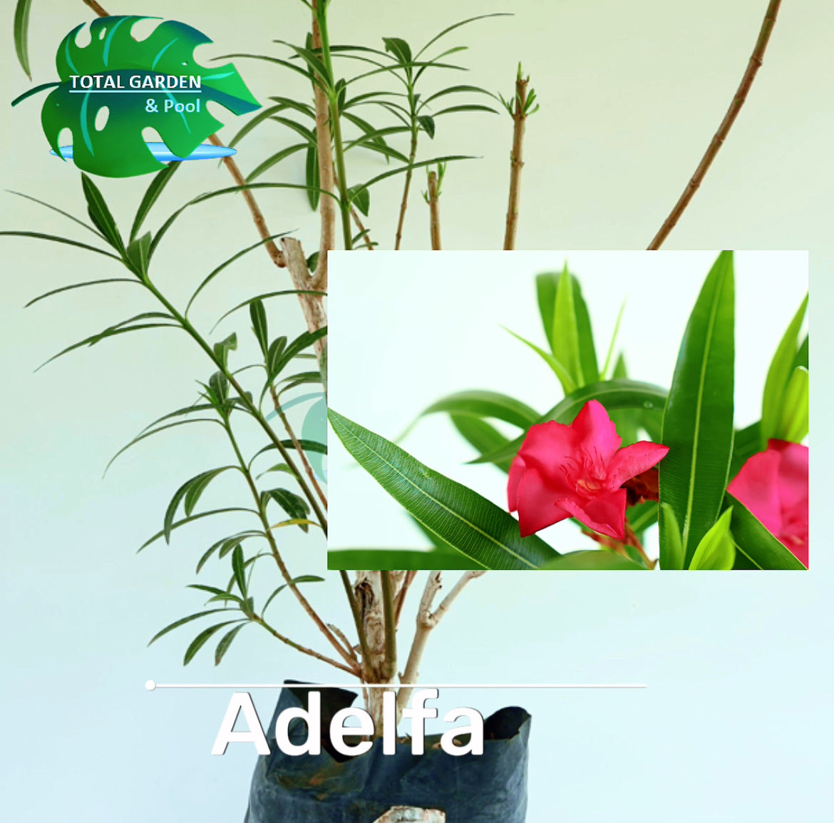 Adelfa – Total Garden