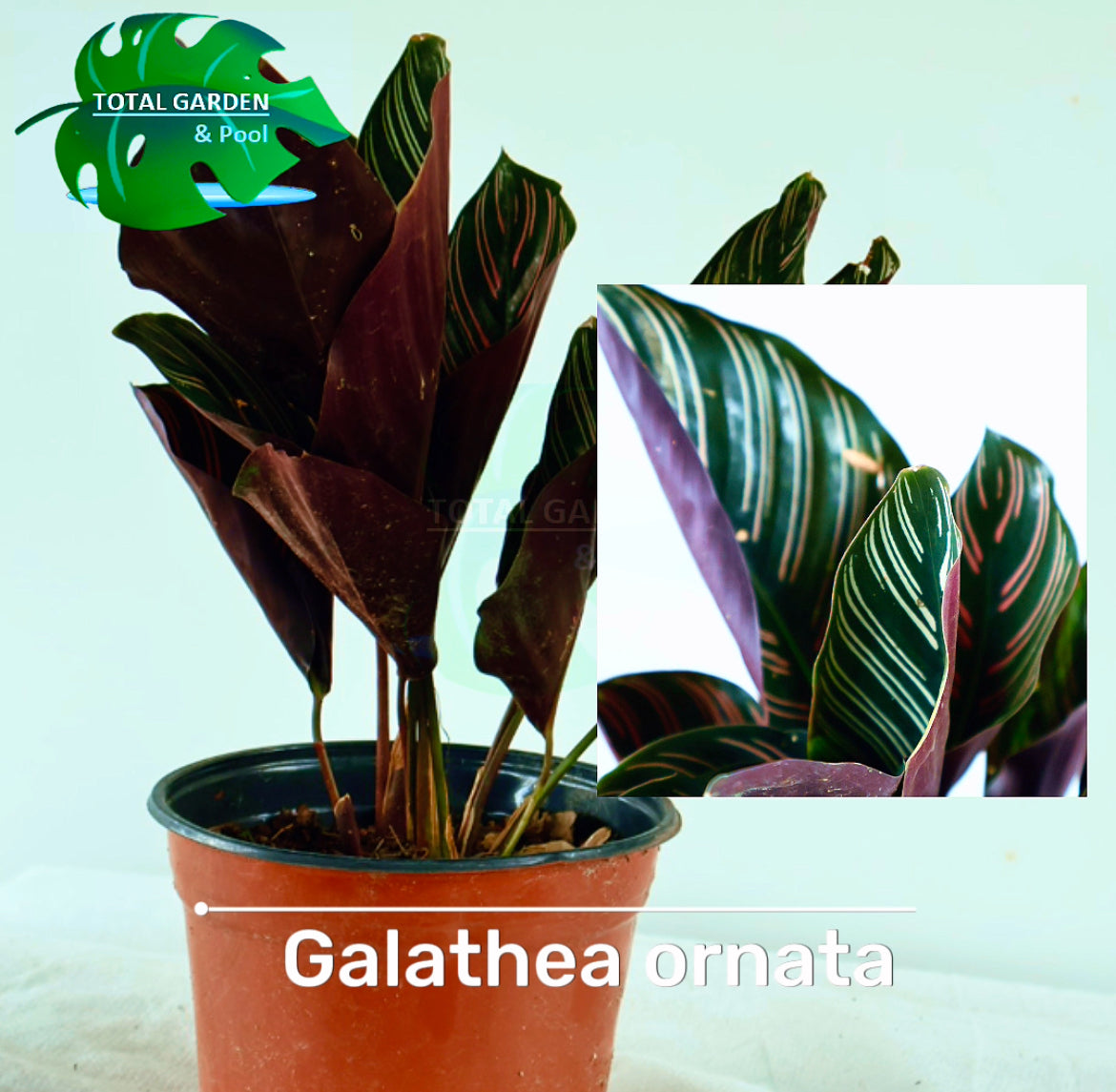 Calathea ornata