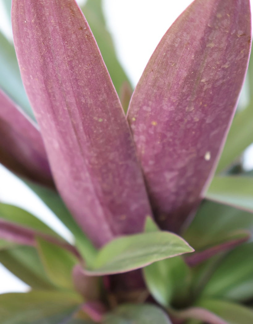 Zopilote morado