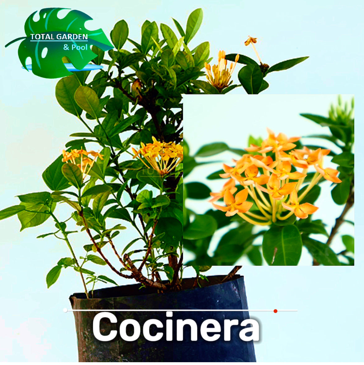 Cocinera o Isora