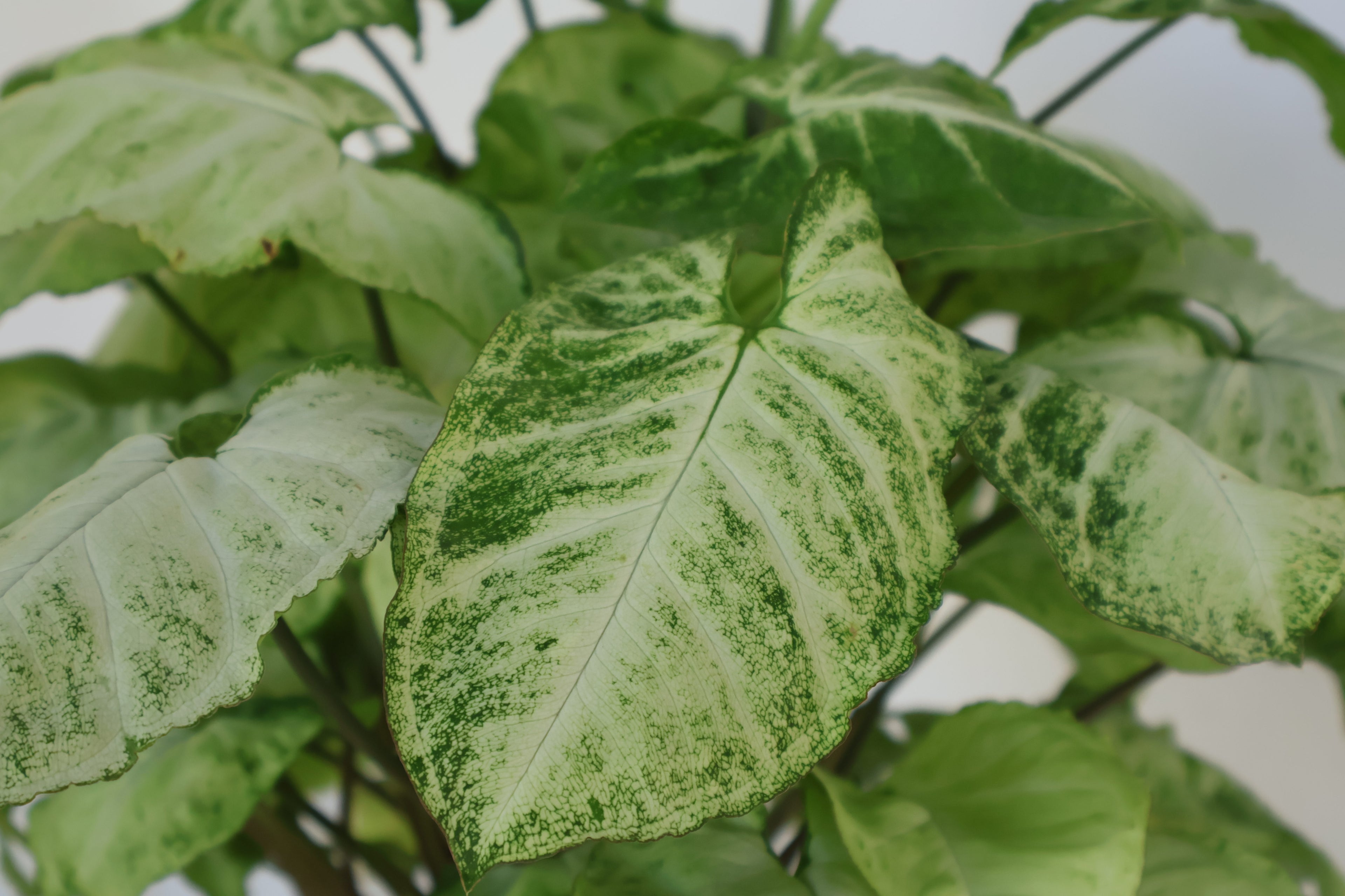Syngonium (Punta de flecha)