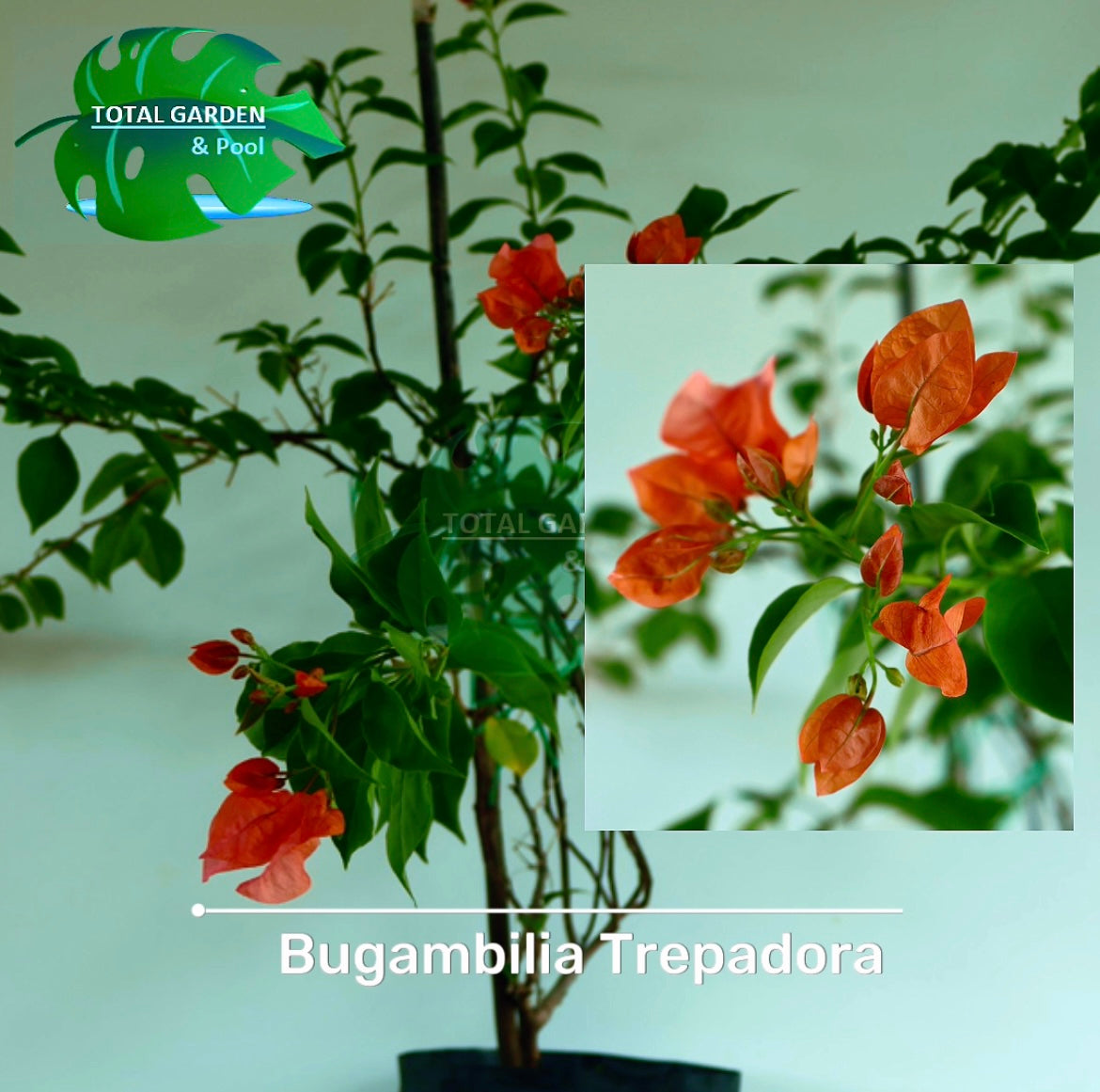 Bugambilia trepadora